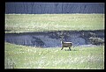 10068-00006-Mule Deer-Odocoileus hemionus.jpg