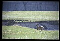 10068-00007-Mule Deer-Odocoileus hemionus.jpg
