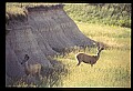 10068-00015-Mule Deer-Odocoileus hemionus.jpg