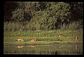 10068-00020-Mule Deer-Odocoileus hemionus.jpg