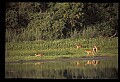 10068-00021-Mule Deer-Odocoileus hemionus.jpg