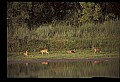 10068-00023-Mule Deer-Odocoileus hemionus.jpg
