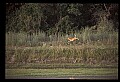 10068-00025-Mule Deer-Odocoileus hemionus.jpg