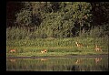 10068-00026-Mule Deer-Odocoileus hemionus.jpg