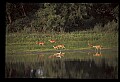 10068-00027-Mule Deer-Odocoileus hemionus.jpg
