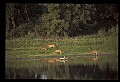 10068-00028-Mule Deer-Odocoileus hemionus.jpg
