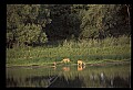 10068-00029-Mule Deer-Odocoileus hemionus.jpg