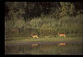 10068-00030-Mule Deer-Odocoileus hemionus.jpg