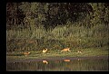 10068-00031-Mule Deer-Odocoileus hemionus.jpg