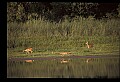 10068-00032-Mule Deer-Odocoileus hemionus.jpg