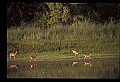 10068-00033-Mule Deer-Odocoileus hemionus.jpg