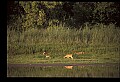 10068-00034-Mule Deer-Odocoileus hemionus.jpg