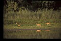 10068-00035-Mule Deer-Odocoileus hemionus.jpg