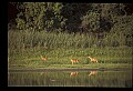 10068-00036-Mule Deer-Odocoileus hemionus.jpg