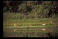 10068-00037-Mule Deer-Odocoileus hemionus.jpg