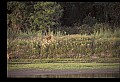 10068-00038-Mule Deer-Odocoileus hemionus.jpg