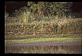 10068-00039-Mule Deer-Odocoileus hemionus.jpg
