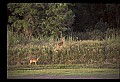 10068-00041-Mule Deer-Odocoileus hemionus.jpg