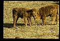 10070-00006-Domestic Farm Animals.jpg