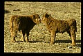 10070-00008-Domestic Farm Animals.jpg