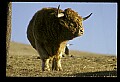 10070-00009-Domestic Farm Animals.jpg