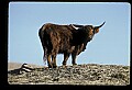 10070-00010-Domestic Farm Animals.jpg