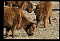 10070-00011-Domestic Farm Animals.jpg