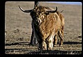 10070-00012-Domestic Farm Animals.jpg