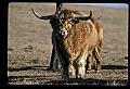 10070-00013-Domestic Farm Animals.jpg