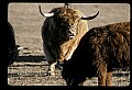 10070-00014-Domestic Farm Animals.jpg