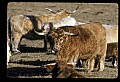 10070-00015-Domestic Farm Animals.jpg