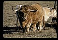 10070-00016-Domestic Farm Animals.jpg