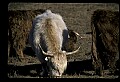 10070-00018-Domestic Farm Animals.jpg