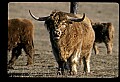 10070-00020-Domestic Farm Animals.jpg