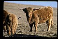 10070-00021-Domestic Farm Animals.jpg