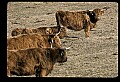 10070-00022-Domestic Farm Animals.jpg