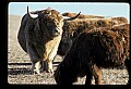 10070-00025-Domestic Farm Animals.jpg