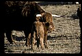 10070-00026-Domestic Farm Animals.jpg