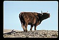 10070-00027-Domestic Farm Animals.jpg