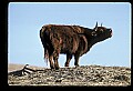 10070-00028-Domestic Farm Animals.jpg