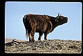 10070-00029-Domestic Farm Animals.jpg