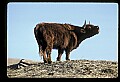 10070-00030-Domestic Farm Animals.jpg