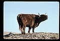 10070-00031-Domestic Farm Animals.jpg