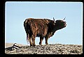 10070-00032-Domestic Farm Animals.jpg