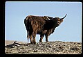 10070-00033-Domestic Farm Animals.jpg