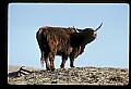 10070-00034-Domestic Farm Animals.jpg