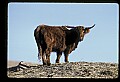 10070-00035-Domestic Farm Animals.jpg