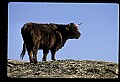 10070-00036-Domestic Farm Animals.jpg