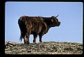 10070-00037-Domestic Farm Animals.jpg