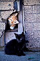 1-6-07-00020 kittens in shed opening.jpg